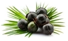 Saw Palmetto